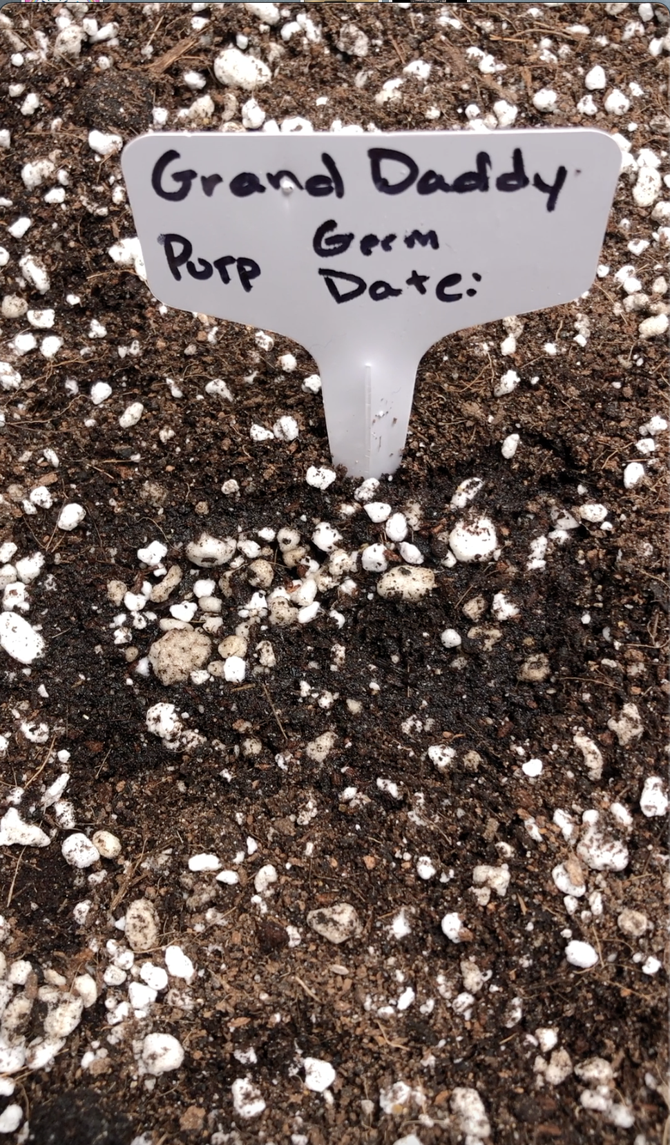 Grow Diary: The First Days of Germination