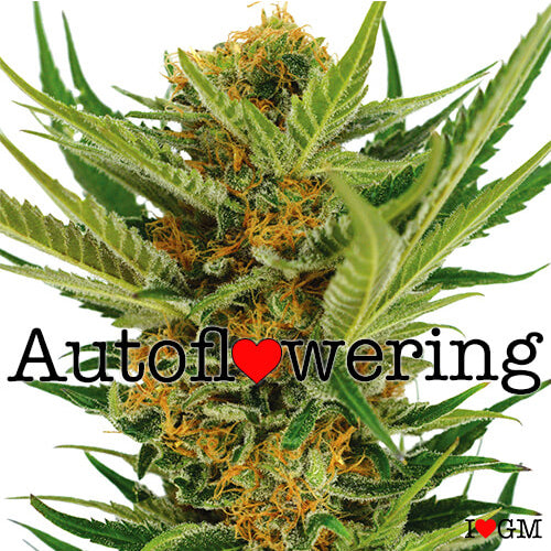 Discover the Magic of Autoflowering Cannabis Seeds!
